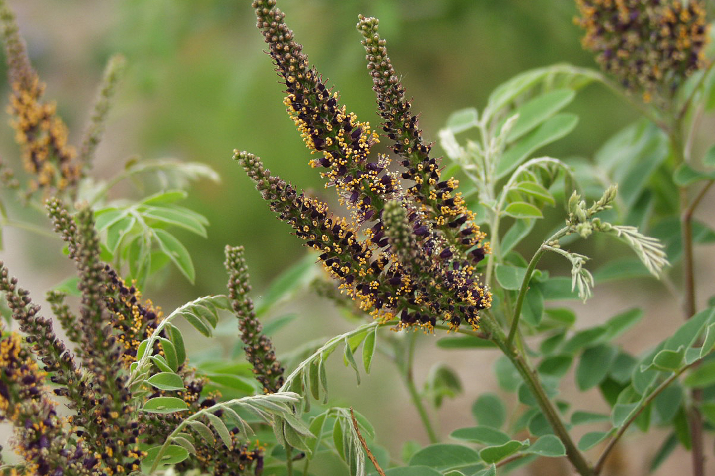 False Indigo Bush